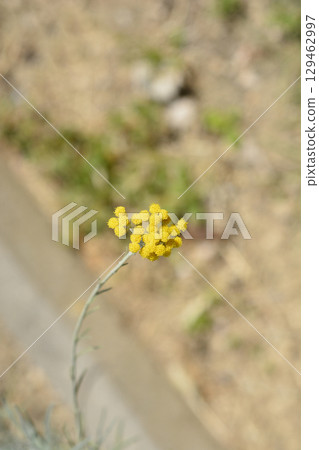 Italian everlasting flowers 129462997