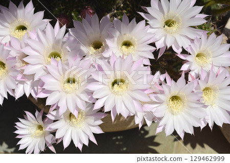 Eyries cactus 129462999