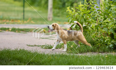 Beagle walking along park path near green bushes Beagle walking along park path near green bushes 129463614