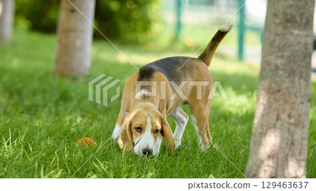 Beagle sniffing grass with focused expression in park 129463637