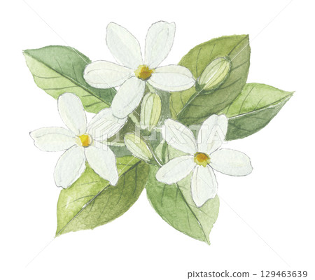 茉莉花水彩畫 129463639