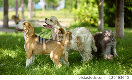 Beagle, cocker spaniel and poodle standing together on sunny lawn Beagle, cocker spaniel and poodle standing together on sunny lawn 129463640