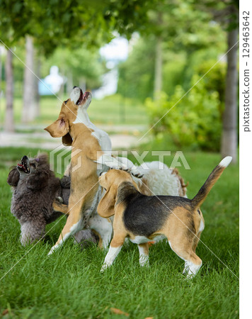 Playful group of dogs jumping and interacting on sunny lawn 129463642