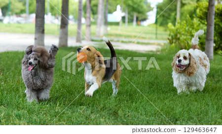 Three dogs running together with joy on green grass Three dogs running together with joy on green grass 129463647