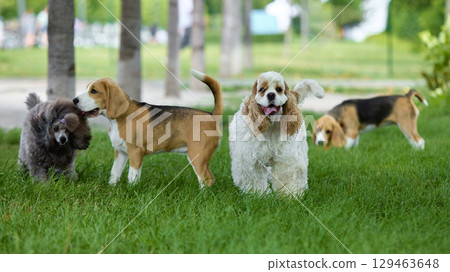Group of playful dogs standing and walking on sunny lawn Group of playful dogs standing and walking on sunny lawn 129463648