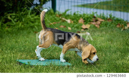 Beagle puppy sniffing grass with curiosity in sunny park 129463660
