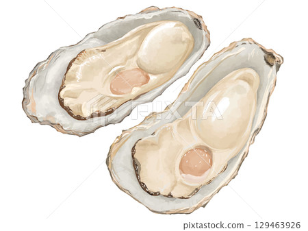 Winter flavors! Two realistic oyster illustrations 129463926