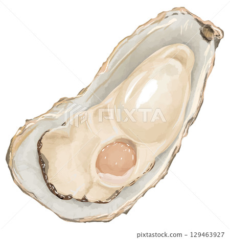Winter delicacy! Realistic illustration of oyster (1 piece) 129463927