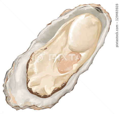冬日的味道！寫實牡蠣插畫（1張） 129463928