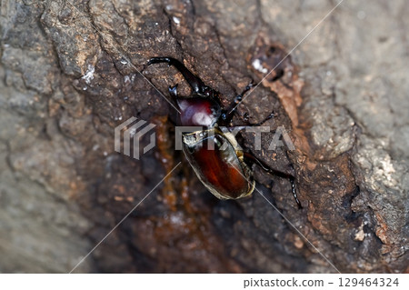 Beetle 129464324