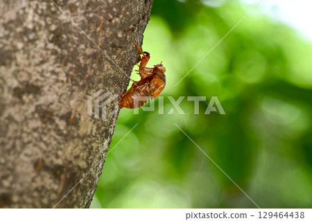 Cicada shell 129464438