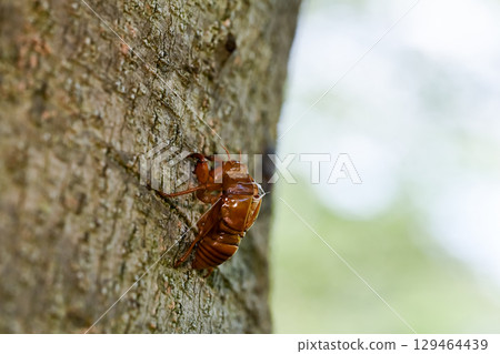 Cicada shell 129464439