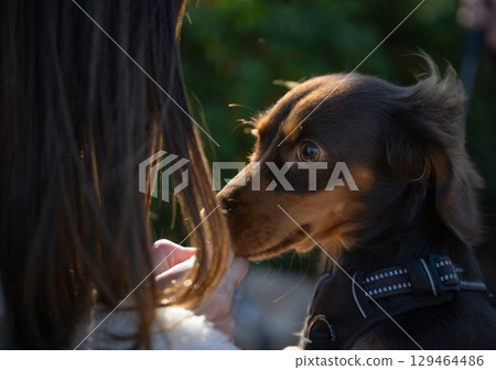 Dachshund clinging to its owner's hand 129464486