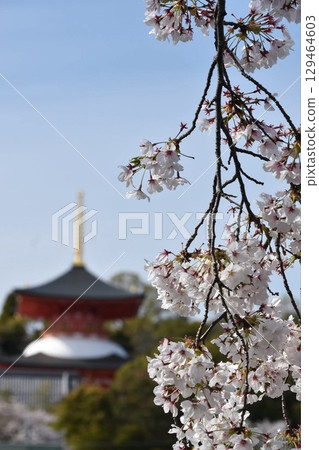 櫻花和大願塔 櫻花和大願塔 129464603