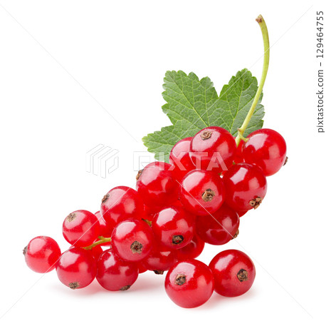 Branch of red currant with leaf close-up on a white. Isolated 129464755