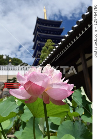 中山寺蓮花 中山寺蓮花 129464760