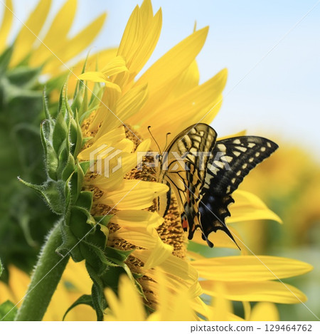 一隻可愛的燕尾蝶正在吸食向日葵的花蜜。夏日風景 129464762