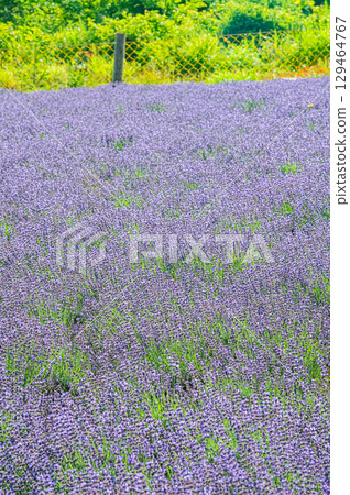 Lavender scenery at Horomitoge Pass in Sapporo, Hokkaido 129464767