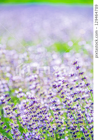 Lavender scenery at Horomitoge Pass in Sapporo, Hokkaido 129464789