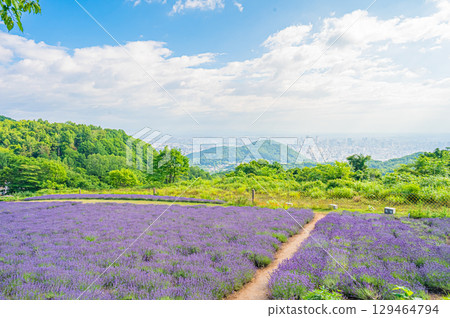 北海道札幌幌見峠的薰衣草風景 北海道札幌幌見峠的薰衣草風景 129464794