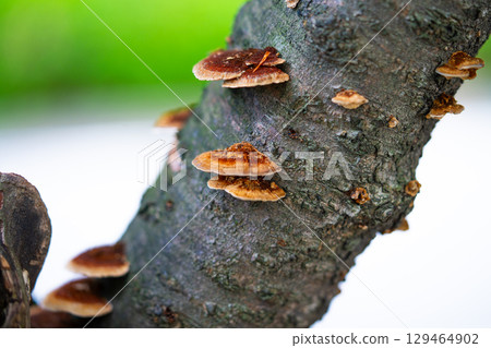 old pine tree with mushrooms on the trunk 129464902