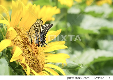 A beautiful swallowtail butterfly sucking nectar from a sunflower. Summer scenery A beautiful swallowtail butterfly sucking nectar from a sunflower. Summer scenery 129464903