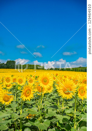 Himawari no Sato in Hokkaido Kitauru Town Himawari no Sato in Hokkaido Kitauru Town 129464910