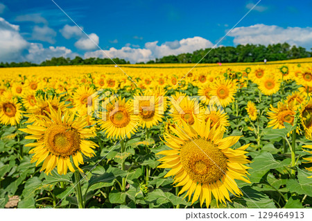 Himawari no Sato in Hokkaido Kitauru Town 129464913