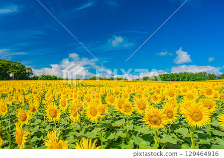 Himawari no Sato in Hokkaido Kitauru Town 129464916