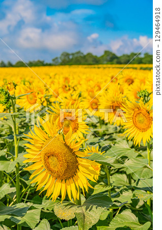 Himawari no Sato in Hokkaido Kitauru Town 129464918