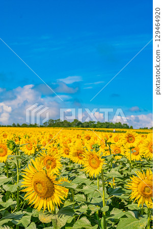 Himawari no Sato in Hokkaido Kitauru Town Himawari no Sato in Hokkaido Kitauru Town 129464920