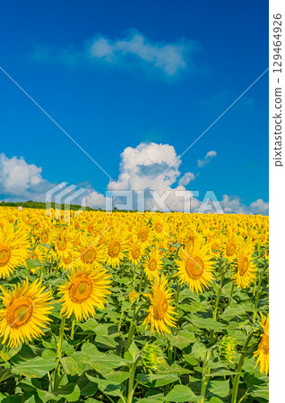 Himawari no Sato in Hokkaido Kitauru Town 129464926