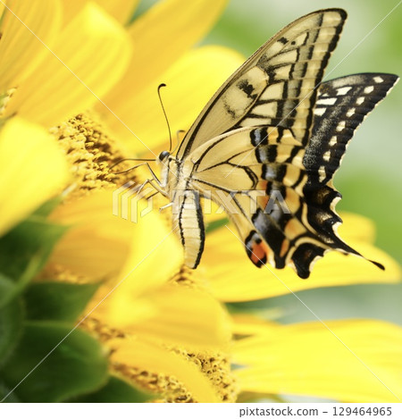 A cute swallowtail butterfly sucking nectar from a sunflower. Summer scenery A cute swallowtail butterfly sucking nectar from a sunflower. Summer scenery 129464965