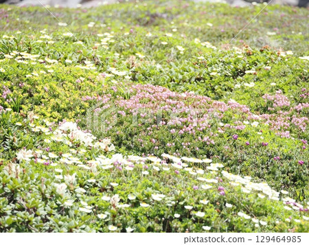 黑岳高山花田 黑岳高山花田 129464985