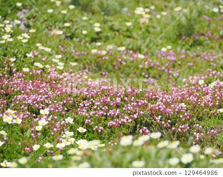 Ezonoguzakura flowers 129464986