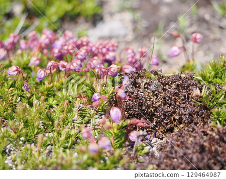 Ezonoguzakura flowers 129464987