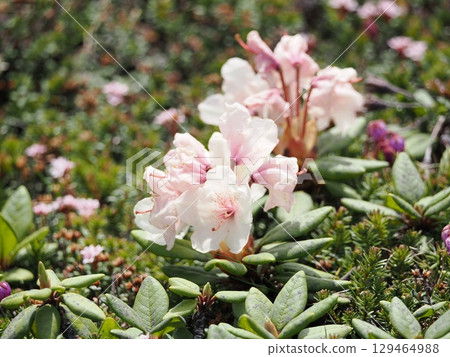 Pink yellow rhododendron flowers 129464988