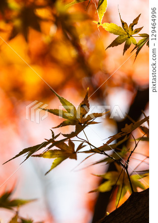 Autumn leaves of National Musashi Hills Forest Park 129464996