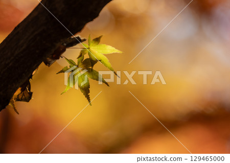 Autumn leaves of National Musashi Hills Forest Park 129465000