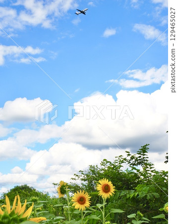 Sunflowers, summer sky and airplane 129465027