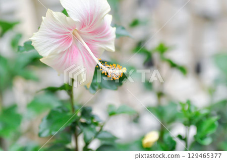 Chinese rose or Hibiscus or Hibiscus rosa sinensis or Hibisceae or Malvaceae , pink hibiscus Chinese rose or Hibiscus or Hibiscus rosa sinensis or Hibisceae or Malvaceae , pink hibiscus 129465377