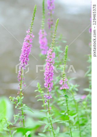 LYTHRACEAE, Lythrum salicaria or Lythrum salicaria L and hybrid or  Purple Loosestrife or  purple lythrum or spiked loosestrife or purple flower or violet flower 129465378