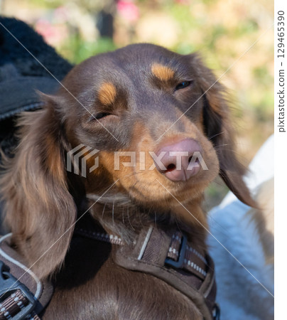 黑暗中瞇著眼睛的臘腸犬 129465390