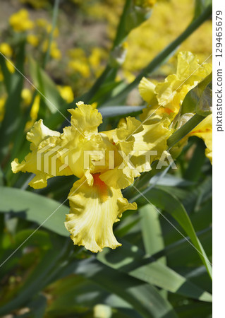 Tall bearded iris Golden Ruffles 129465679