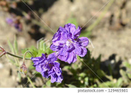Himalayan Cranesbill Plenum 129465981