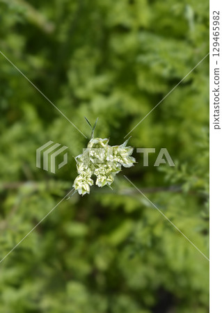 White laceflower 129465982
