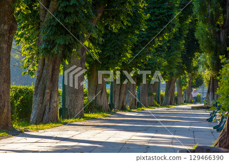 street with lush trees in summer. urban landscape of transcarpathia capital on a sunny morning. green grass and bushes near paved walkway. empty outdoor scene of a beautiful shady avenue 129466390