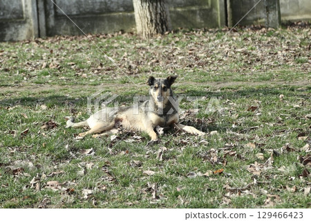 A stray dog is resting on the lawn. 129466423