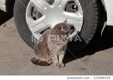 A street cat sits in the sunlight near a car tire. A street cat sits in the sunlight near a car tire. 129466429