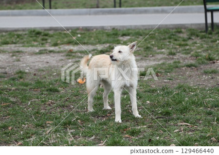 A stray dog is resting on the lawn. A stray dog is resting on the lawn. 129466440